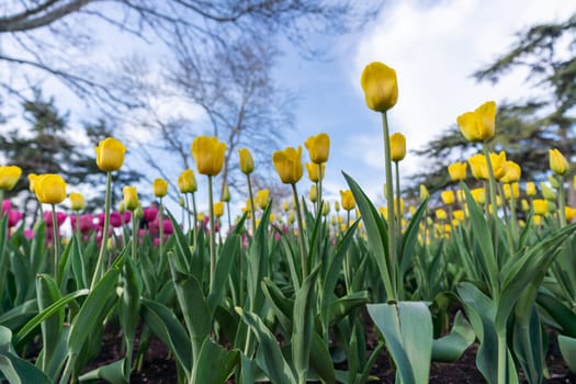 Tulips in a flower bed, yellow and pink flowers against the sky and trees, spring flowers