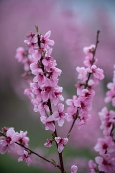 A peach blooms in the spring garden. Beautiful bright pale pink background. A flowering tree branch in selective focus. A dreamy romantic image of spring. Atmospheric natural background.