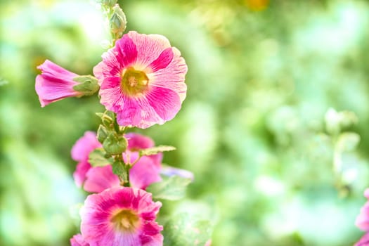 the seed bearing part of a plant, consisting of reproductive organs that are typically surrounded by a brightly colored petals sepals
