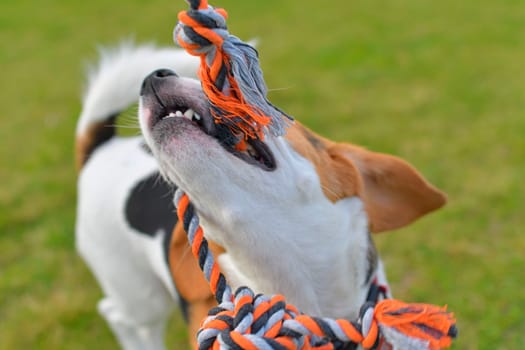 The dog is playing tug-of-war with the rope. Playful dog with toy. Tug of war between master and beagle dog