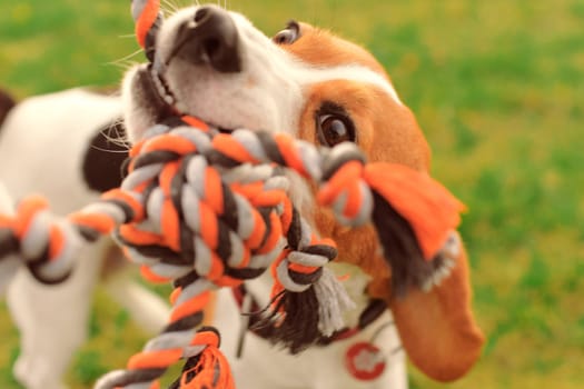 A beagle dog pulls a rope and plays tug-of-war with his master. A dog plays tug of war with a rope. Playful dog with toy. Tug of war between master and beagle dog