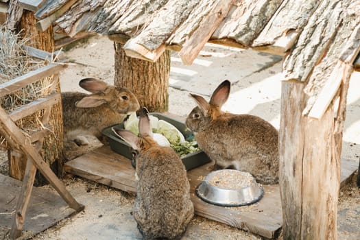 three gray rabbits eat together from a plate in the fresh air.