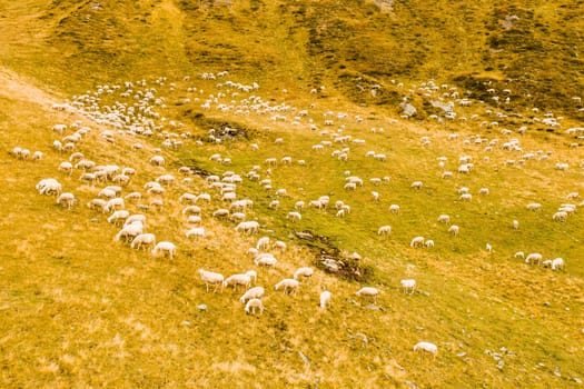 Flock of sheep eats grass at rough grazing against high mountain pass explored by tourists. Animals walk on mountain slope pastures against grey sky