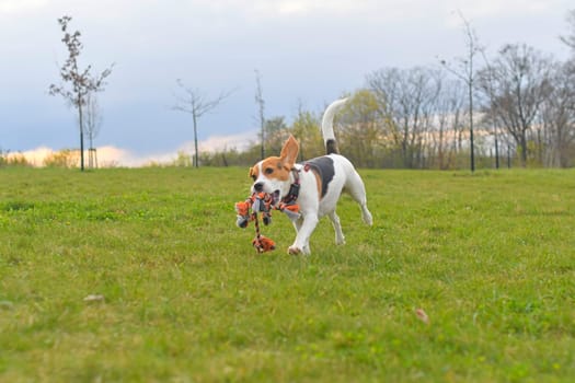 Playful dog with a toy in the meadow. Beagle with dog toy. Active dog with tug of war toy