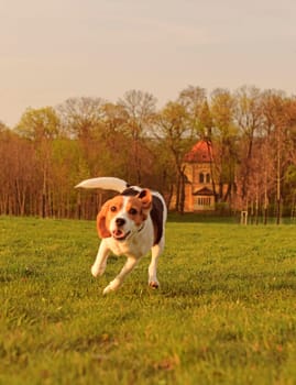 Beagle running in the meadow. Playful dog outside. The concept of dog vitality and health. Dog training and agility