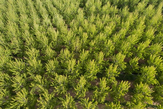 Aerial photographic documentation of a poplar tree plantation in spring 