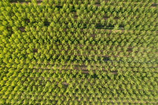 Aerial photographic documentation of a poplar tree plantation in spring 