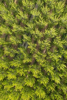 Aerial photographic documentation of a poplar tree plantation in spring 