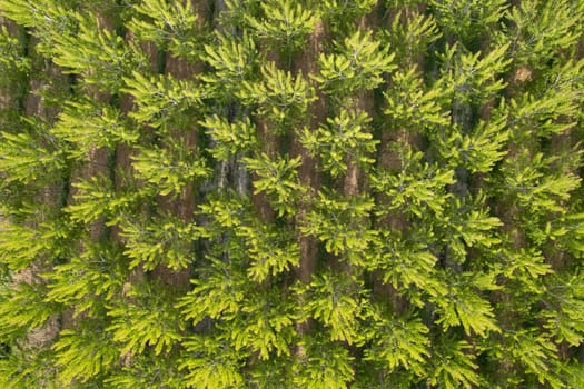 Aerial photographic documentation of a poplar tree plantation in spring 