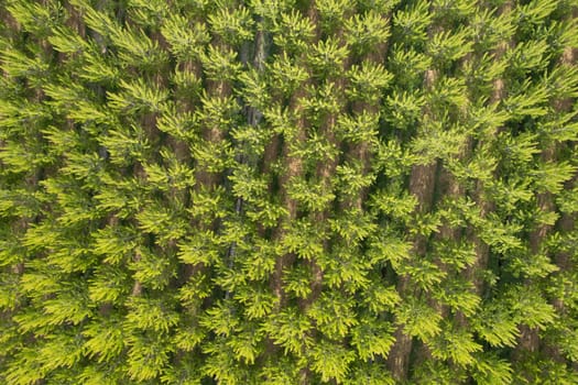 Aerial photographic documentation of a poplar tree plantation in spring 