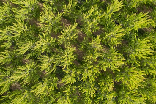 Aerial photographic documentation of a poplar tree plantation in spring 