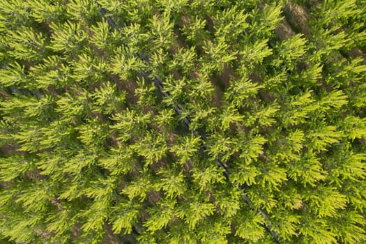 Aerial photographic documentation of a poplar tree plantation in spring 