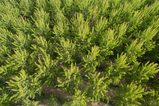 Aerial photographic documentation of a poplar tree plantation in spring 