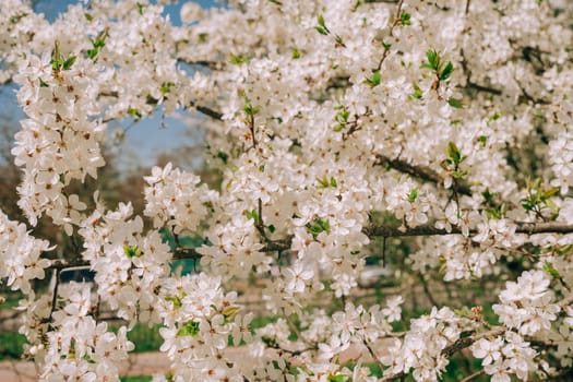 Blooming cherry plum branch in the city in defocus. Selective focus