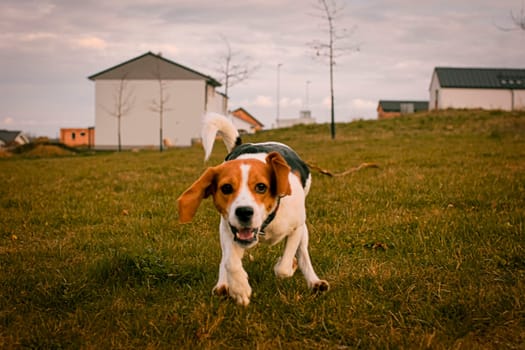 Beagle running in the meadow. Playful dog outside. The concept of dog vitality and health. Dog training and agility. Houses in the background