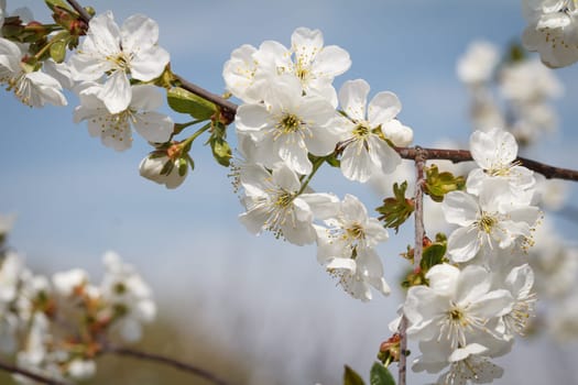 Branches of blooming apple tree in a spring orchard with blue sky on the background.