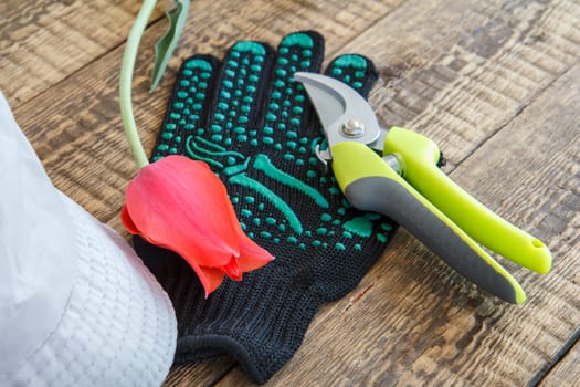 Garden black glove, pruner, cut red tulip and hat on wooden boards. Garden tools and equipment.