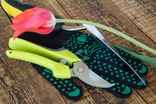 Garden black glove, pruner, hand trowel and cut red tulip on wooden boards. Garden tools and equipment.