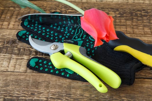 Garden black glove, pruner, hand trowel and cut red tulip on wooden boards. Garden tools and equipment.