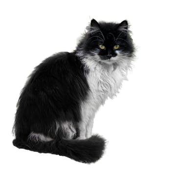Black and white cat sitting on a white background