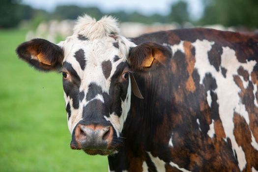 cow of spotted normandic race in meadow looks into camera