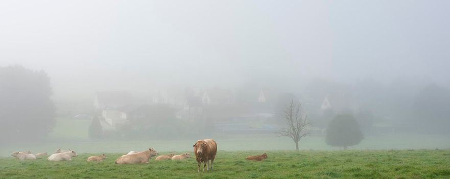 cows and bull in green meadow on foggy morning near village in regional park boucles de seine between rouwn and le havre in northern france