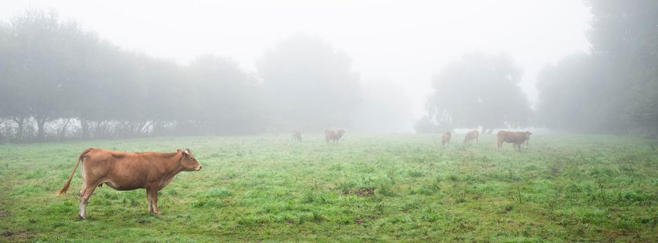 meadow with cows in french natural park boucles de la seine between rouen and le havre in summer morning fog