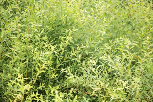 A background of green leaves on long twigs. Abstraction from greening plants. Backdrop, substrate, texture for postcards, presentations, screensavers, captions, inscriptions or desktop wallpaper.