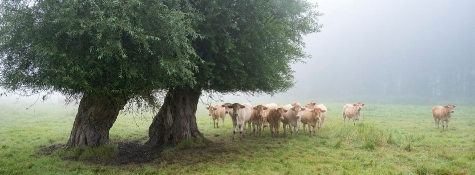 curious blonde d'aquitaine cows in misty morning meadow with willow trees near river seine in northern france