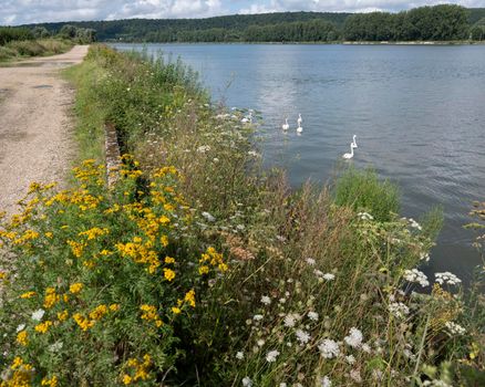 summer flowers and white swans in river seine somewhere between rouen and le havre