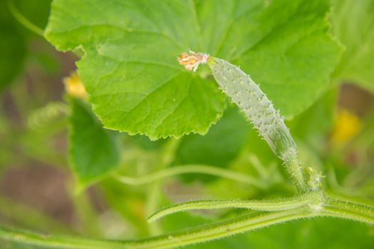 A small cucumber on a background of a green leaf, macro photo, shallow depth of field. Harvesting autumn vegetables. Healthy food concept, vegetarian diet of raw fresh food. Non-GMO organic food.