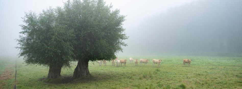 curious blonde d'aquitaine cows in misty morning meadow with willow trees near river seine in northern france