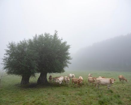 curious blonde d'aquitaine cows in misty morning meadow with willow trees near river seine in northern france