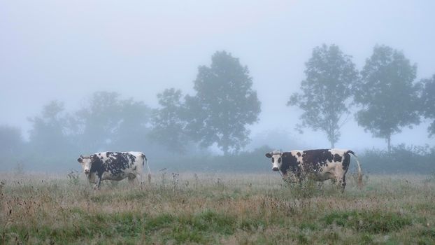 meadow with cows in french natural park boucles de la seine between rouen and le havre in summer morning fog