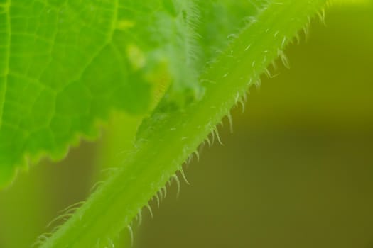 Green stem of a cucumber in a greenhouse, macro photo, shallow depth of field. Harvesting autumn vegetables. Healthy food concept, vegetarian diet of raw fresh food. Non-GMO organic food. 