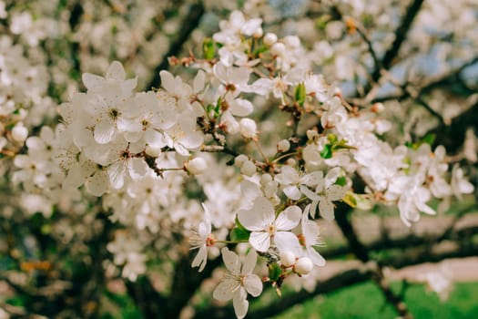 Blooming cherry plum branch in defocus. Selective focus