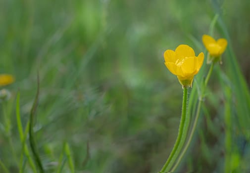 Yellow field flower on a blurred green background. Copy space