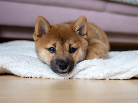 Portrait of cute Shiba Inu small dog, puppy, Close up. Dogecoin. Red-haired Japanese dog smile portrait. Illuminating color, cryptocurrency, electronic money. High quality photo