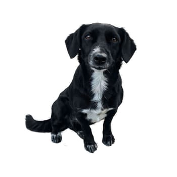 Smiling black dog with white chest,brown eyes. Cute dog portrait isolated on white background.