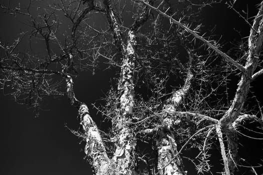 Abstract monochrome image of the Paperbark Thorn (Acasia siberiana) in winter.