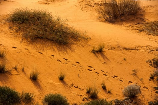 Tracks of a single Oryx (Oryx gazella) going down a Kalahari sanddune