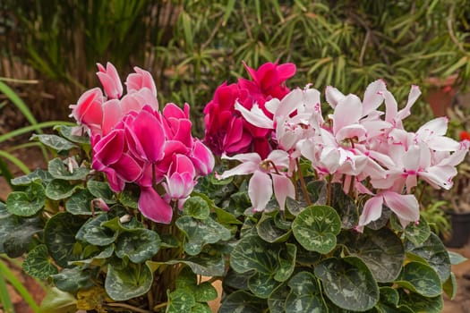 Different shades of pink Cyclamen flowers in a garden setting