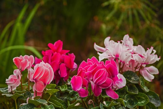 Macro image of different shades of pink Cyclamen flowers in a garden setting