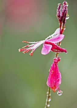 Macro image of the flowers of the pink variety of Lindheimer’s beeblossom (Gaura lindheimeri) after an early morning shower