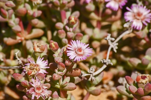 Pink spring flowers on a Namaqualand succulent plant. Namaqua National Park. South Africa