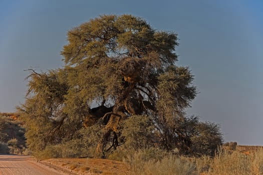 Lone Camel Thorn Tree (Acacia erioloba) photographed on the roadside in Kgalagadi Transfrontier Park, Southern Africa.