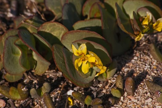 The yellow flowers of Roepera cordifolia on the Namaqualand westcoast.