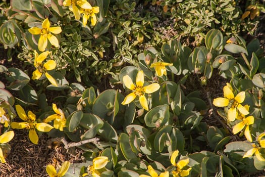 The yellow flowers of Roepera cordifolia on the Namaqualand westcoast.
