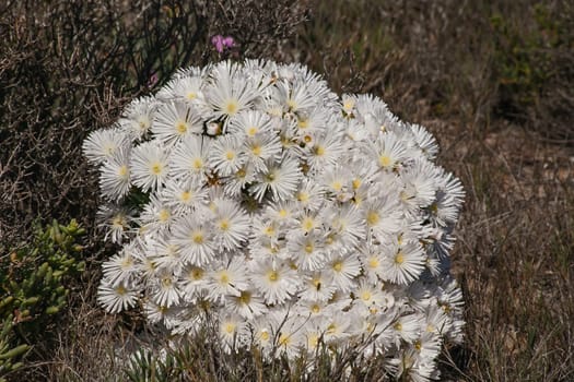 Bright white flowers of Ruschia tumidula in full bloom. Namaqua National Park. South Africa