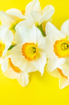 Bouquet of bright white and yellow daffodils on a yellow background with copy space. Close-up, macro